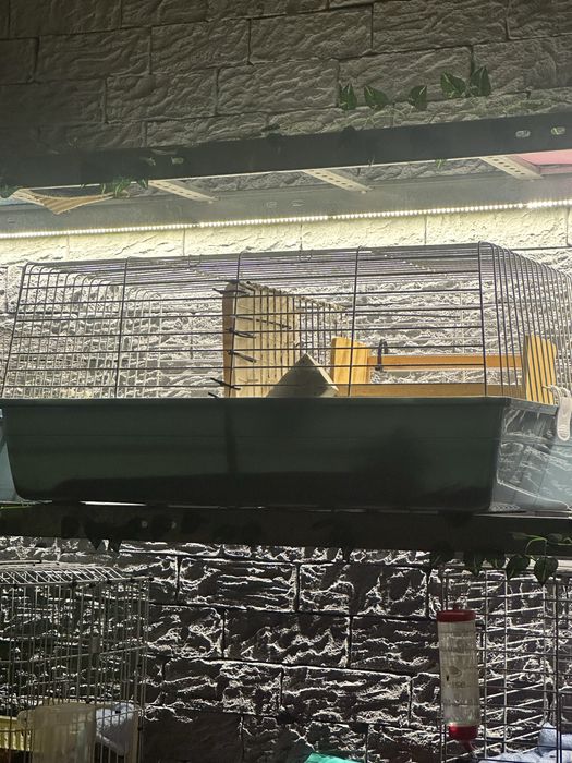 Морские свинки и клетка