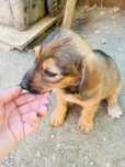 Cățel spre adoptare
