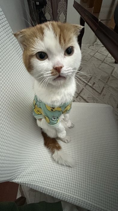 продаю котика мирис