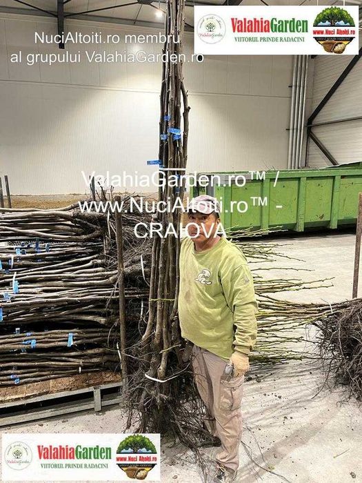 Aronia, Aluni, Kaki, Smochini, Nuci altoiti si Butasi vita de vie