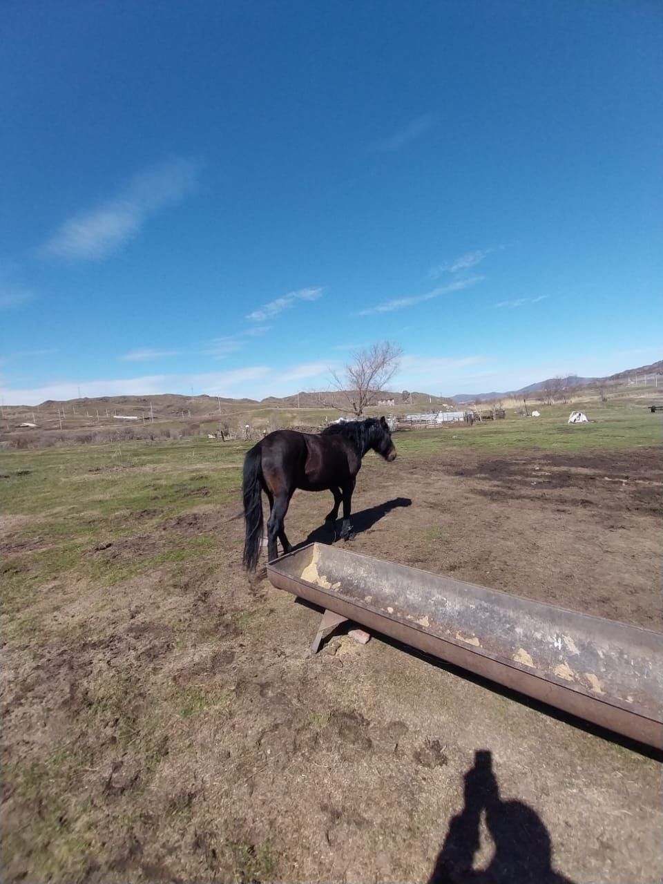 Продам жеребца Айгыр сатылады