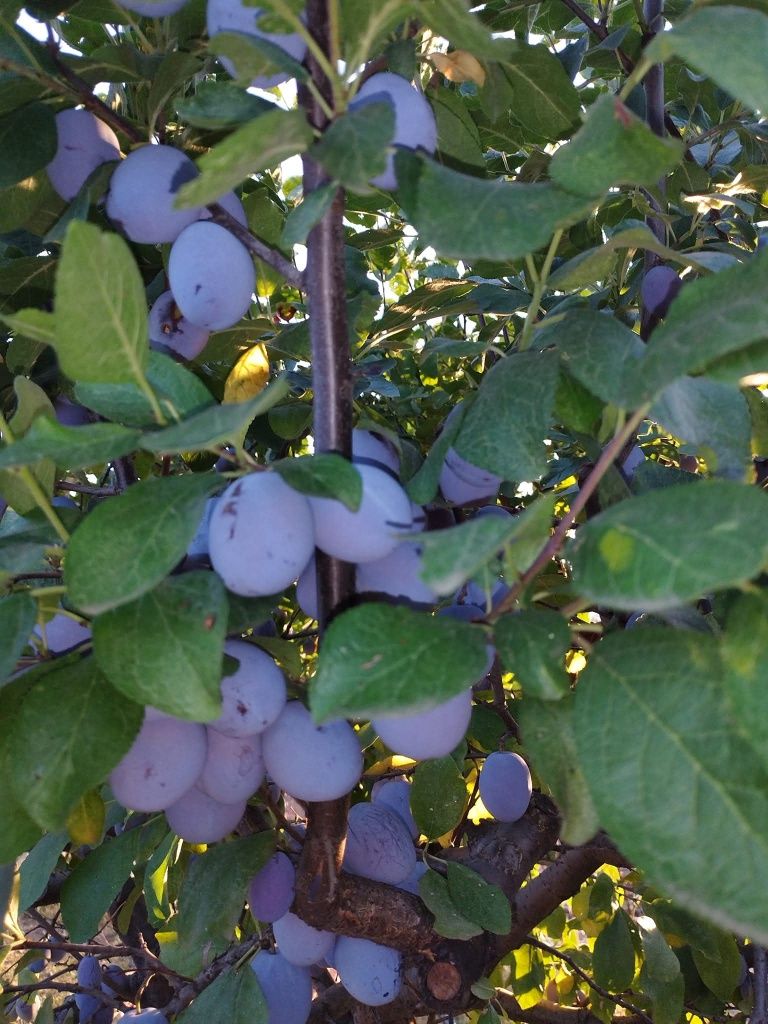 Prune de vara CENTENAR