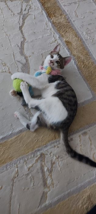 Котенок, четыре месяца.  Мальчик.