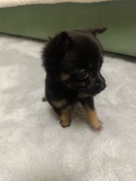 продам щенка Той-терьера, цена договорная