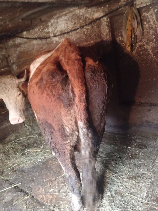 Vindem vaca de șase ani