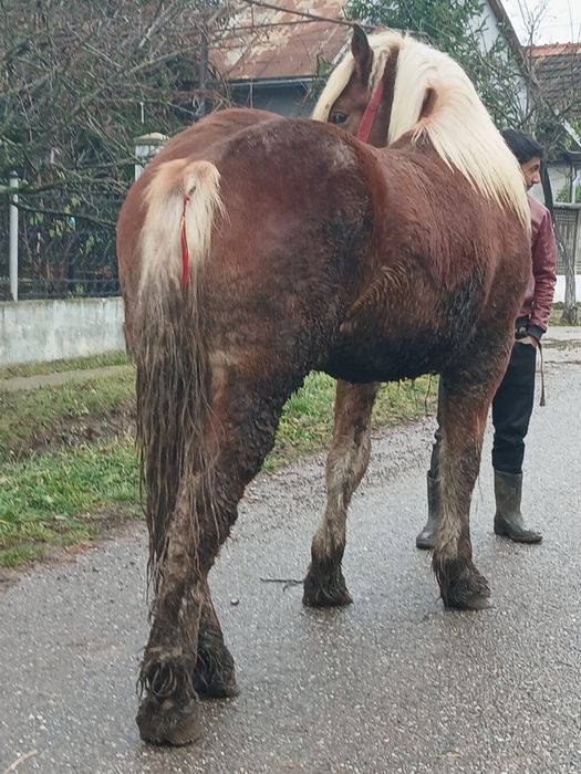 Vand mnz de un an si sane luni