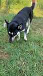 Donez câine corcitura husky