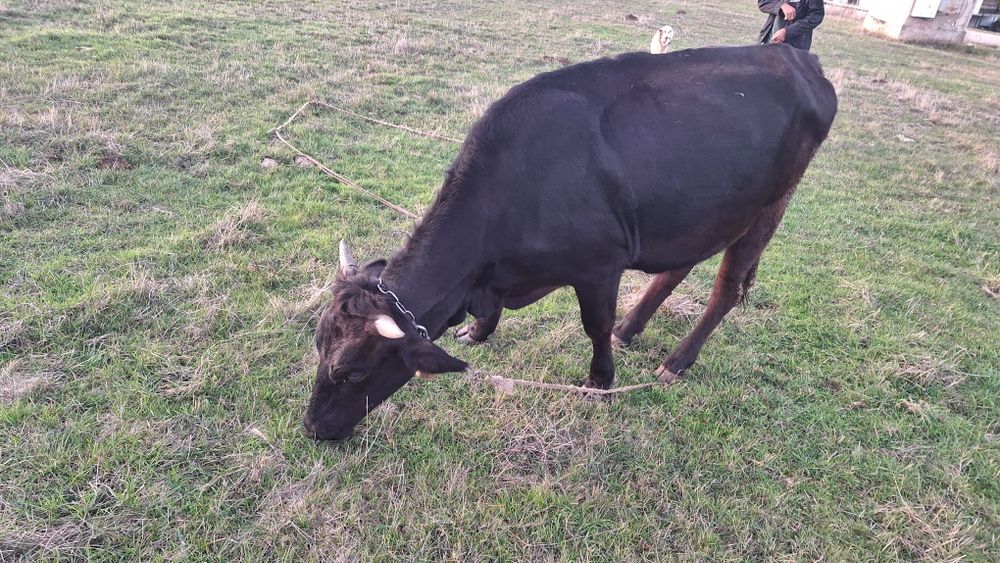 Три броя крави!!!