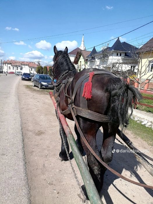 Vind armăsar de 5 ani garantat la lri ce lucru