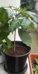 Arbore de cafea 36 cm cu tot cu glastra si farfurioara