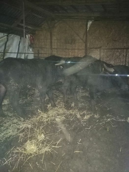 Vand viței de bivol