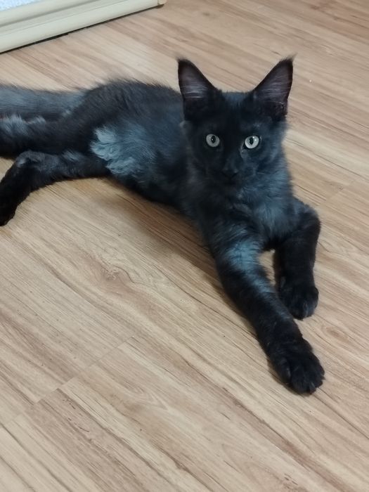 Котята Мейн куны из питомника