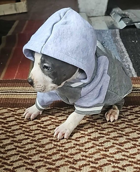 Американски мъжки питбул(Blue Nose)