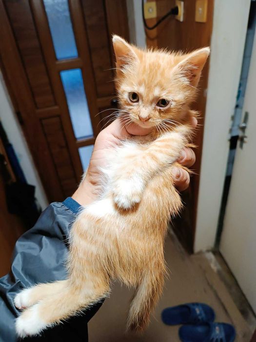 Подарявам женски котета