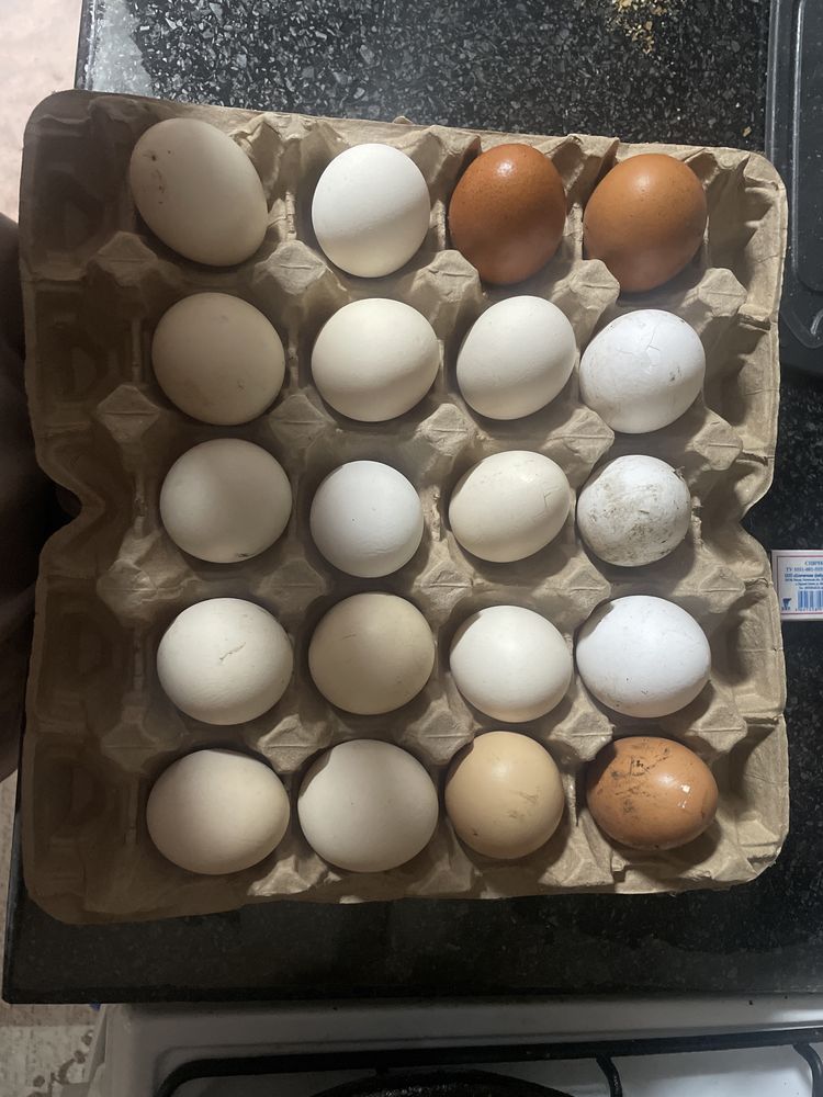 Продам домашнее яйцо