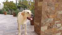 Donez catel Labrador golden