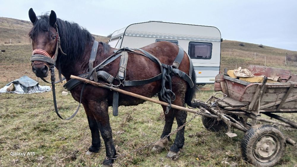 Cal de vânzare preț 12000 lei