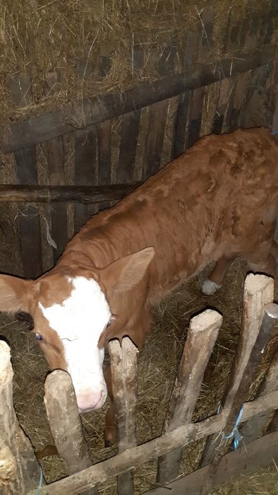 Vițel baltata germană