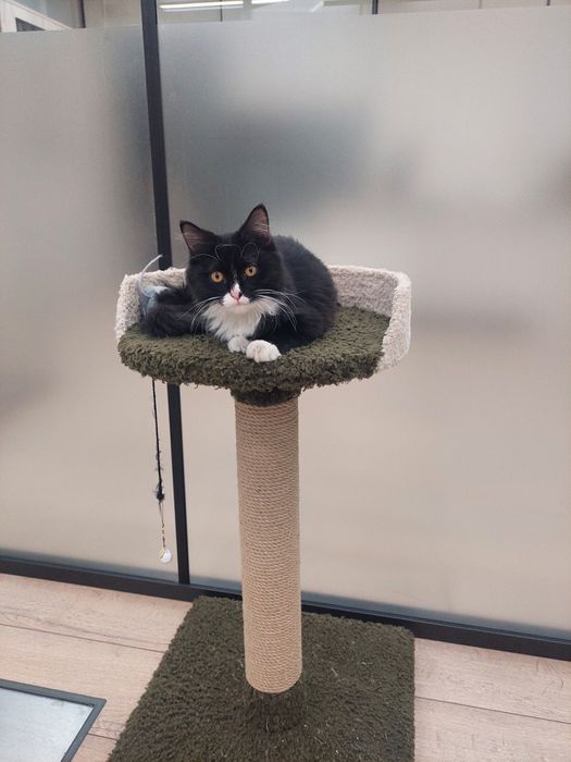 Котенок мальчик Ташкент