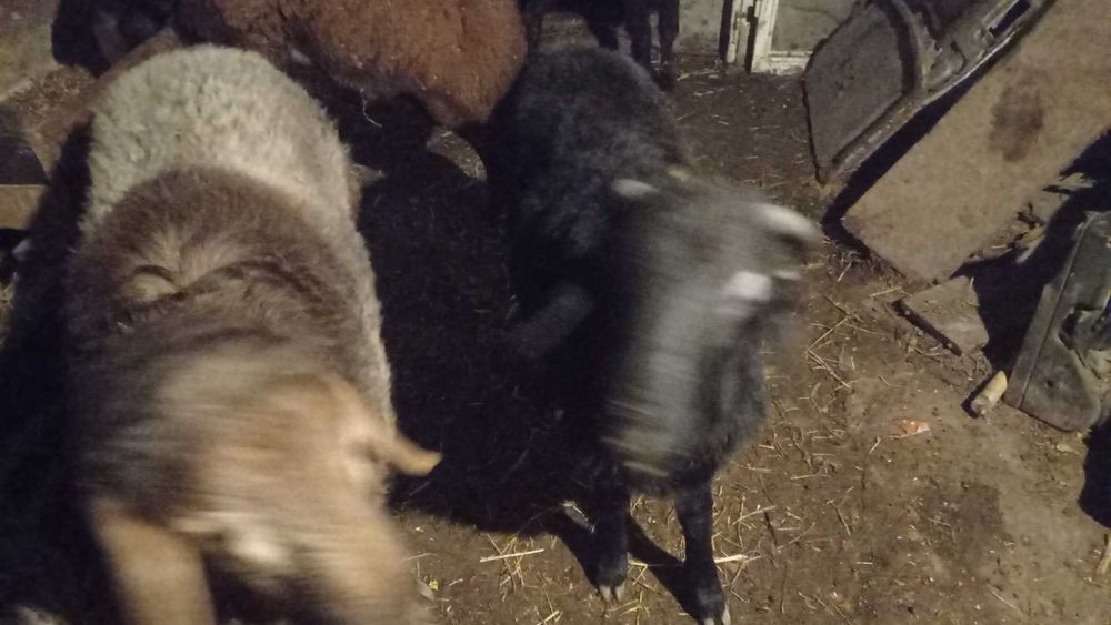 Кучкорлар сотилади зомин, киргиз, эдилбай, арашан