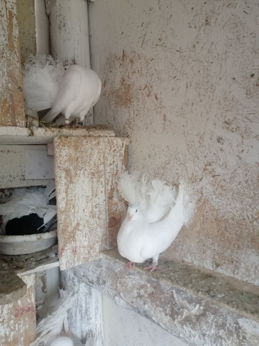Porumbei pava de vânzare
