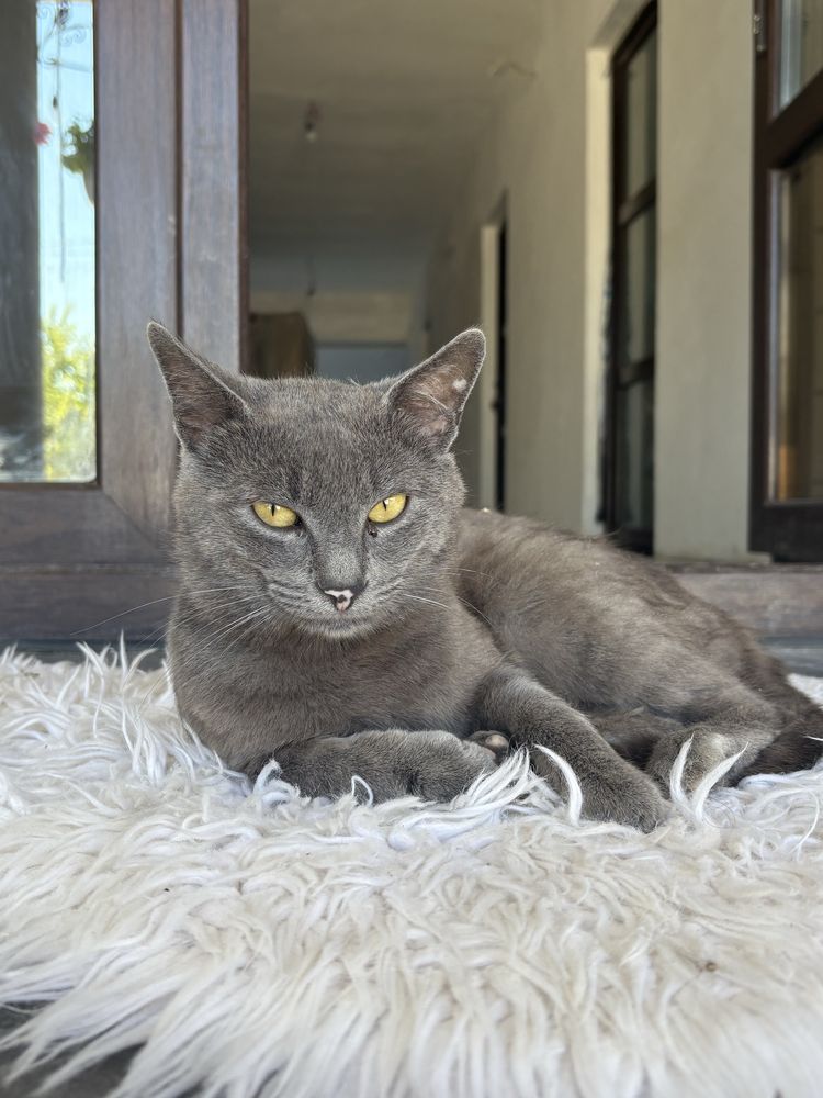 motan de adoptie