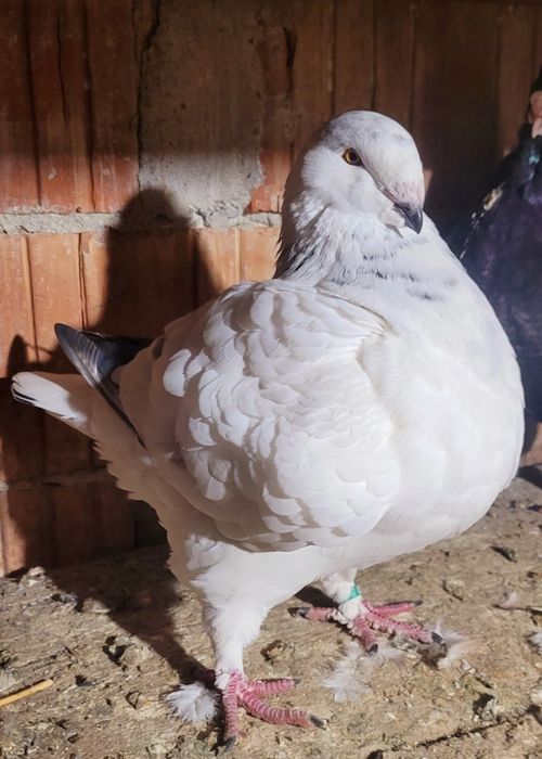 Vand voiajori americani