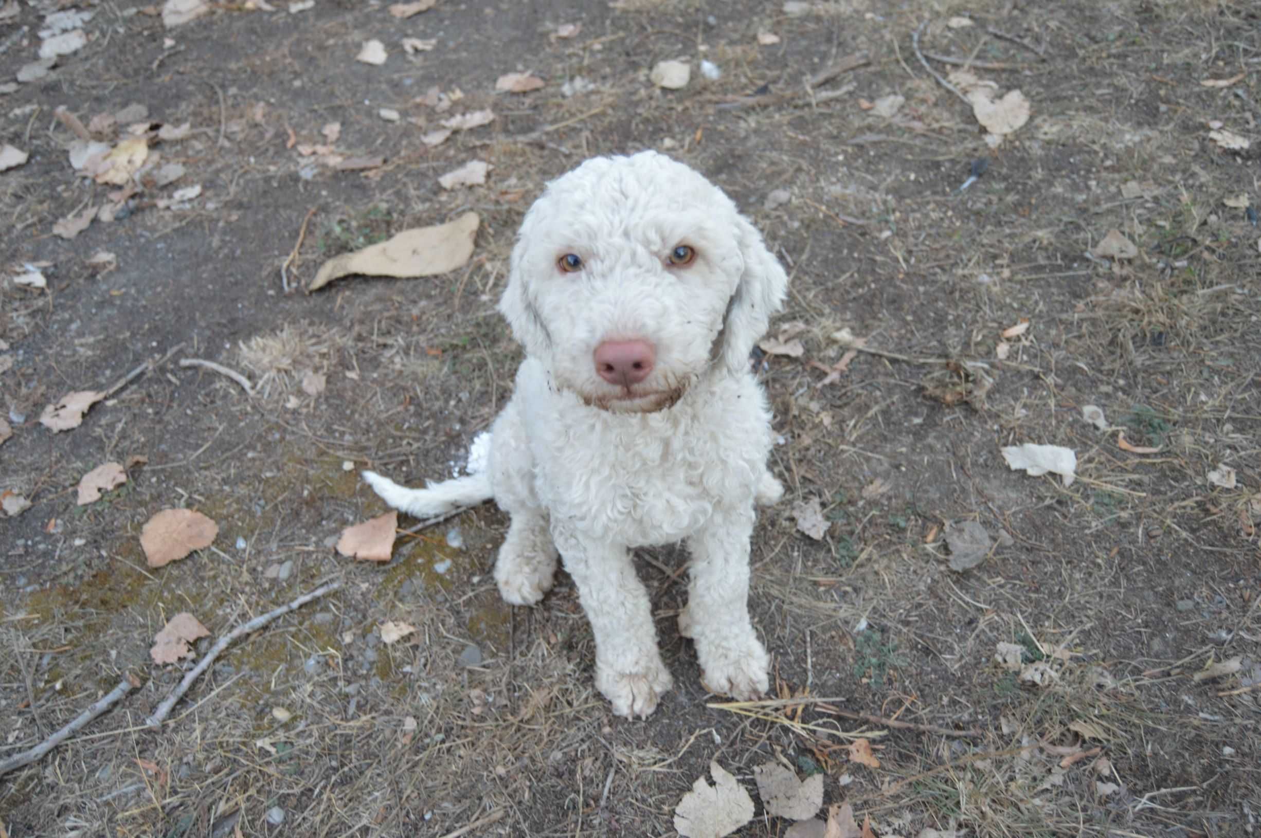 Lagotto romagnolo pentru trufe/schimb auto