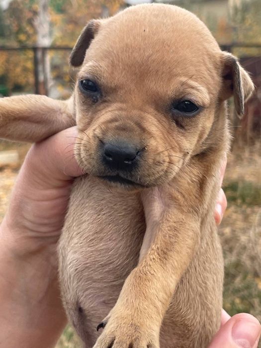 Питбули девочки