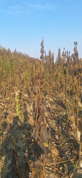 Павлония кочатлар