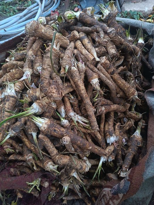 Hrean Romanesc  de Gradina