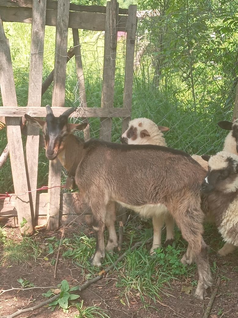 Țap alpin francez