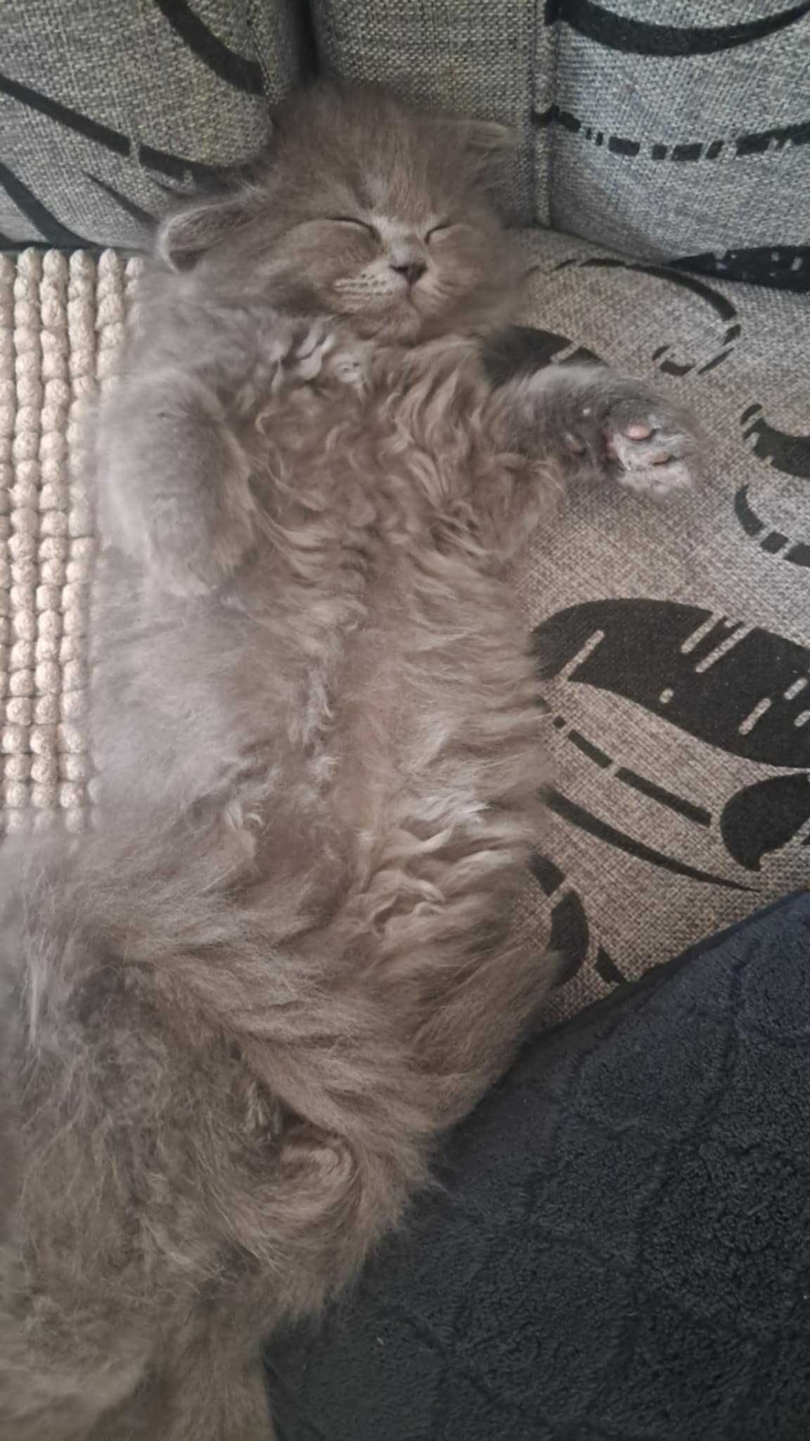 Британски котета