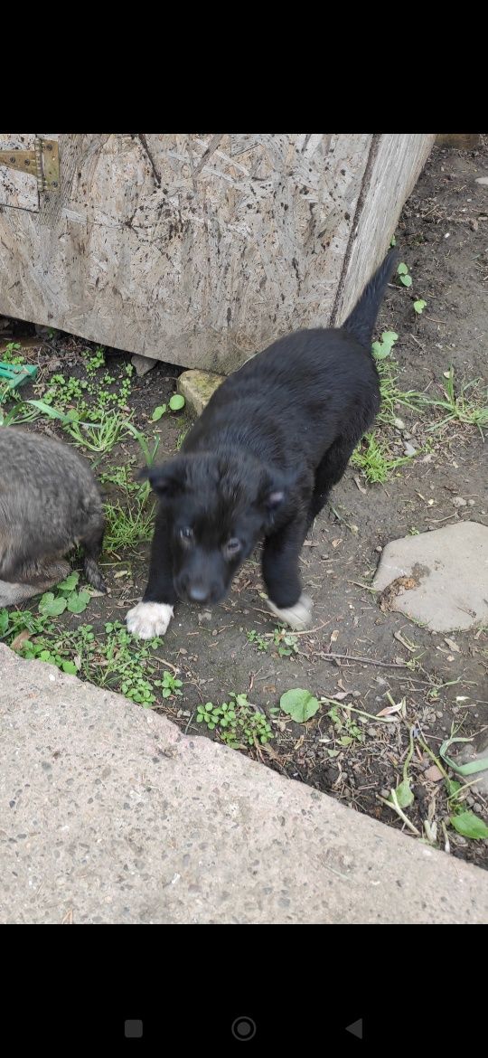 Donez căței metis Ciobanesc german negru