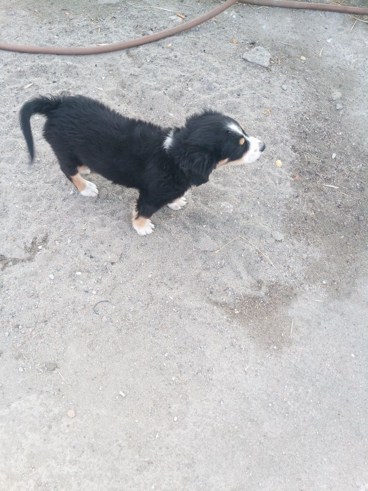 Gratis cățeluși de rasă