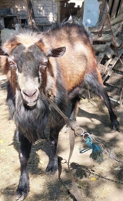 Vand Țap Alpin mare