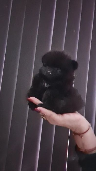 Померан мини мъжко и женско