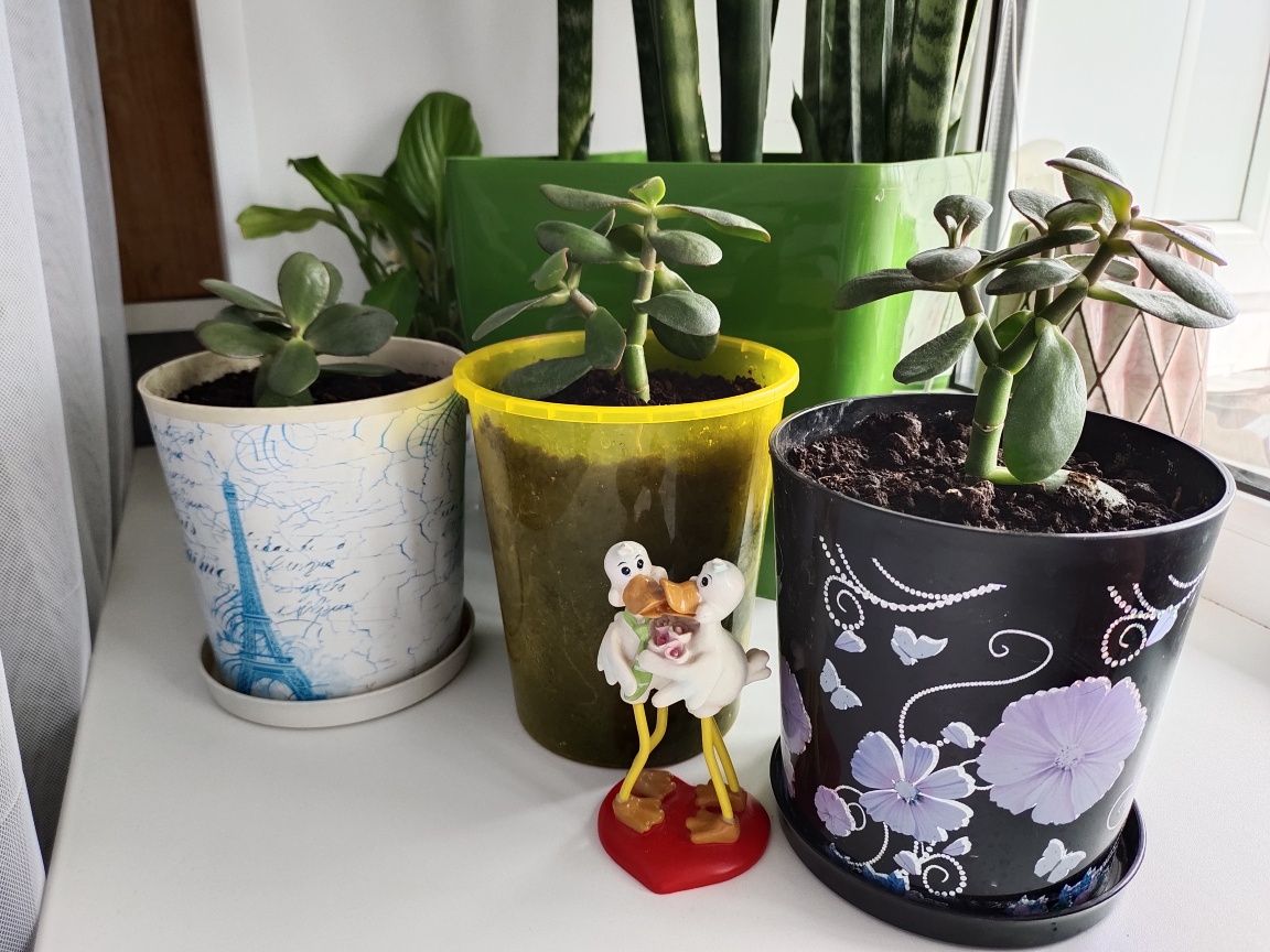 Продается денежное дерево