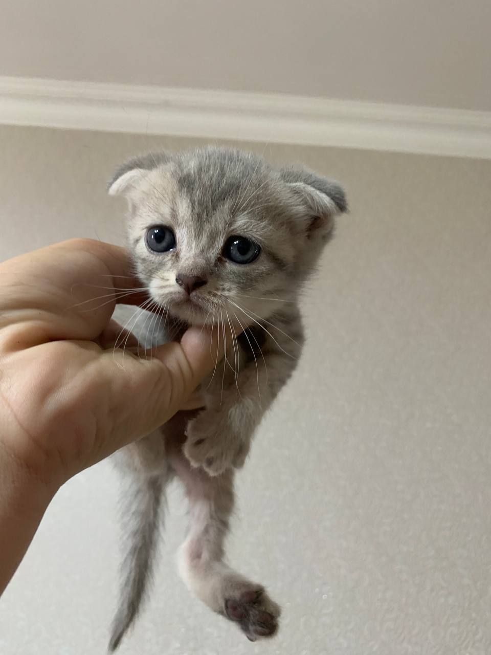 Продаются шотландские котята