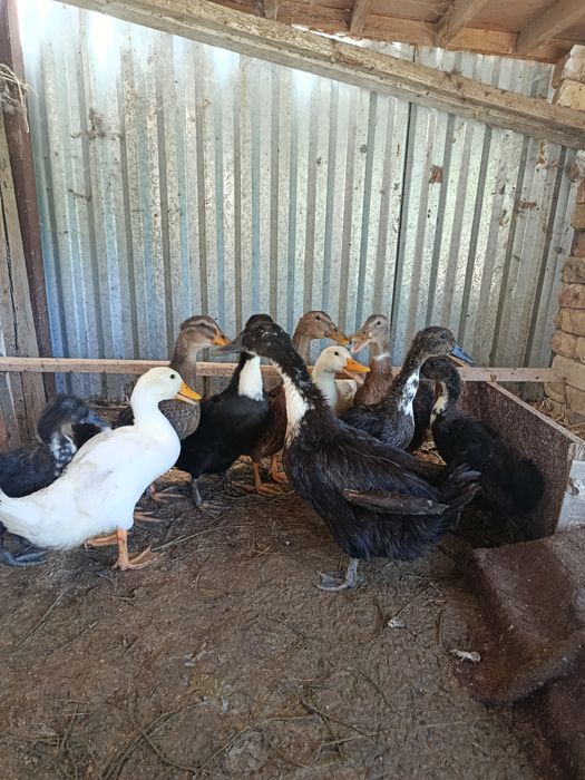 Урдак жужалар сотилади