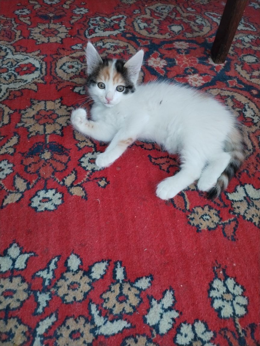 Отдам котят в хорошие руки