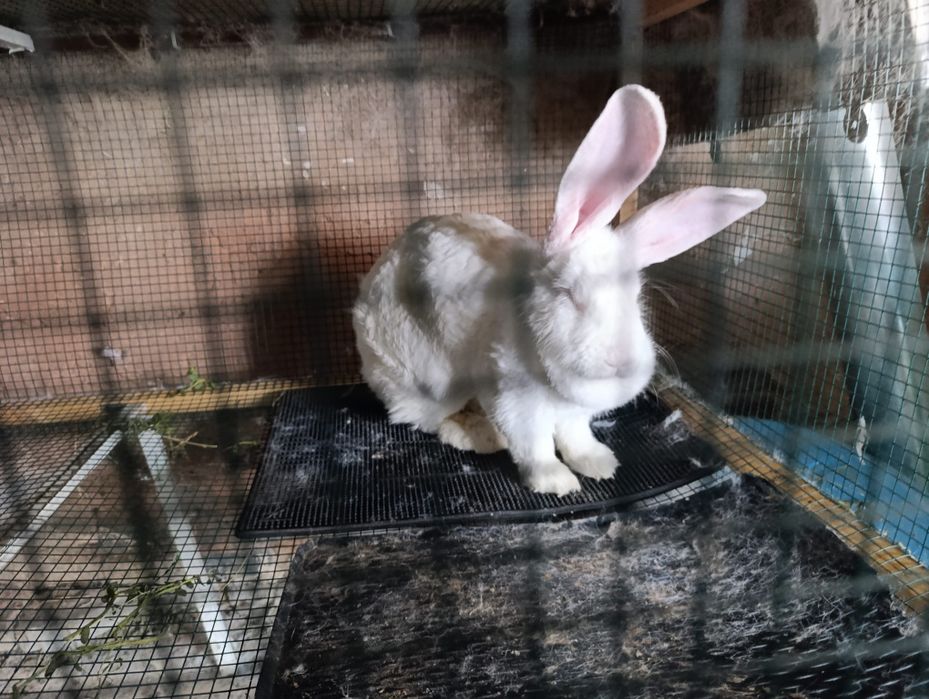 Vând femelă uriaș german