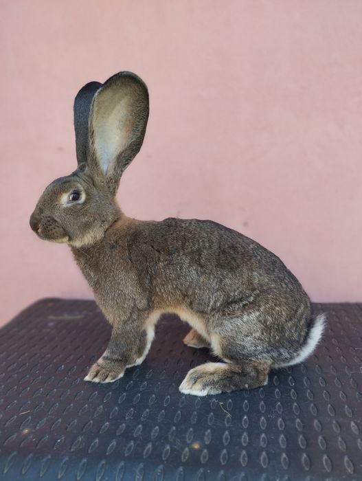 Iepuri Uriaș German Gri