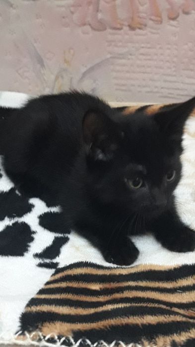 Отдадим котят в добрые руки.