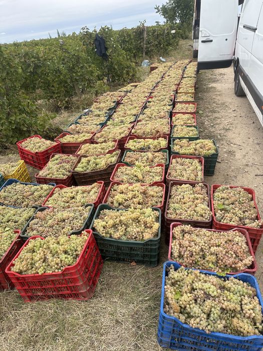 Struguri de vin