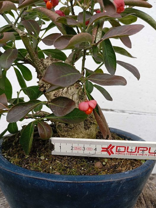 Pre-bonsai Euonymus Europaeus