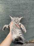 Отдам бесплатно котят