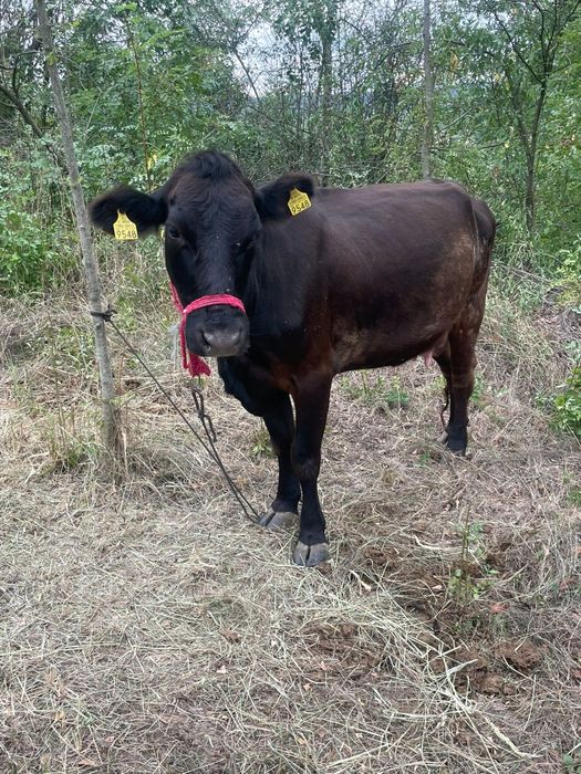 2 tăurașii și o juninca