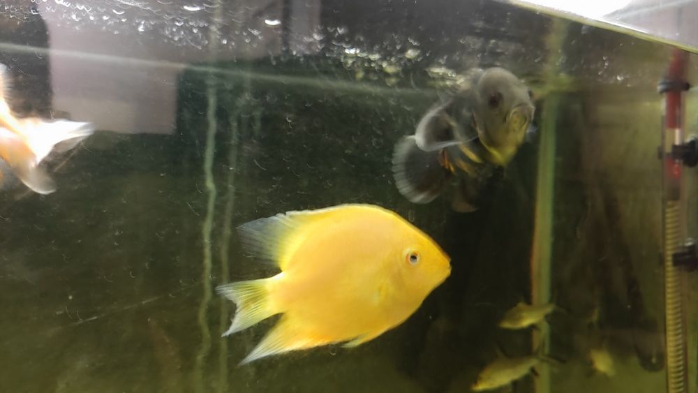 Декоративни рибки - възможен и бартер за растения - Само за гр.ВИДИН!!