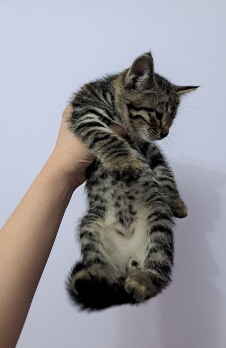 Продаются котята